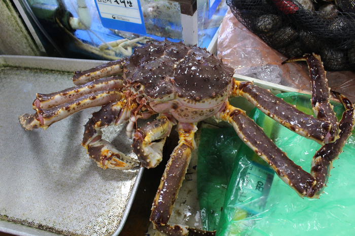  노량진수산시장 랍스타 킹크랩 대게 맛집 정직한 우정수산 후기
