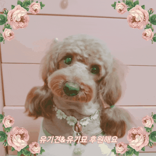  터치한번으로 매일 유기견 후원 유기묘 후원하기, 올라펫