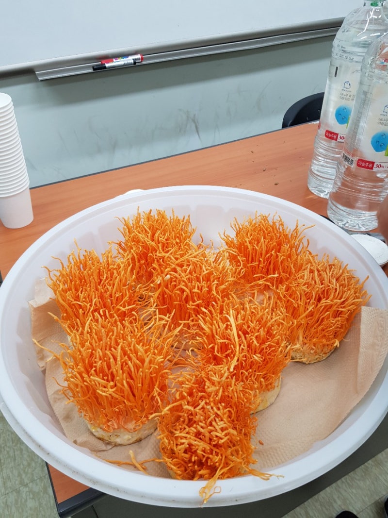 현미로 동충하초만드는법 코디세핀 효능 동충하초의 효능