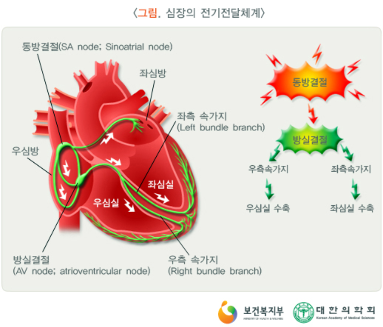 부정맥을 확인하는 가장 일반적인