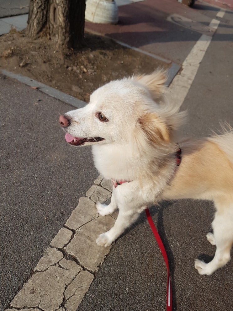  겨울날에도 보리와 함께 걷기, 화정 애견동반카페 크라프트온도