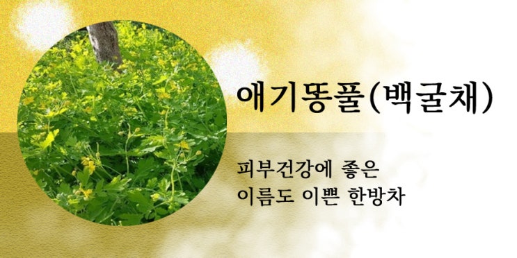 애기똥풀, 백굴채의 효능