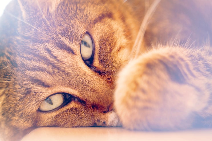 고양이 질환 - 방광염, 결석에 대하여 알아보자