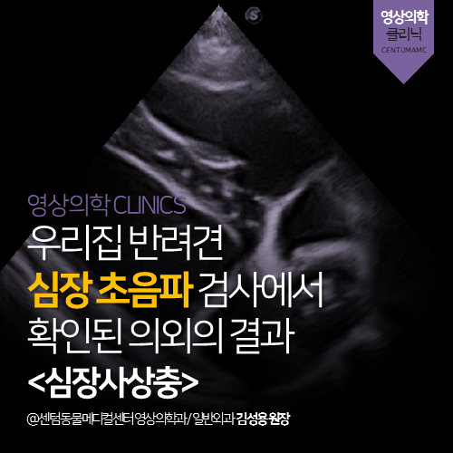  [영상의학과] 우리집 반려견 심장 초음파 검사에서 확인된 의외의 결과 <심장사상충> (부산 수영구 광안동 남천동 망미동 민락동 수영동 동물병원)