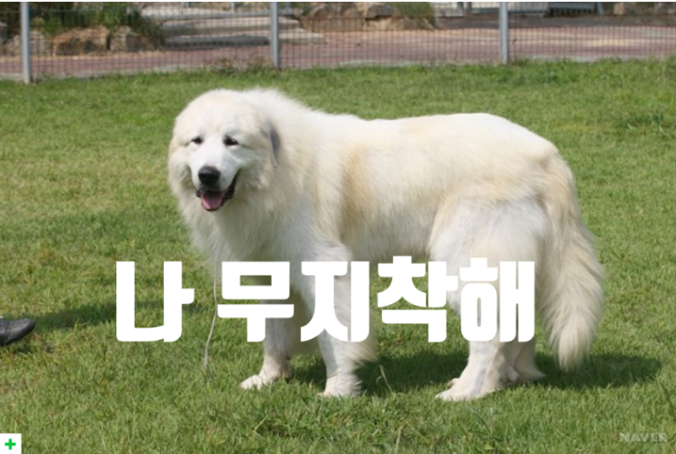  아파트에서 키우기 좋은 대형견 종류