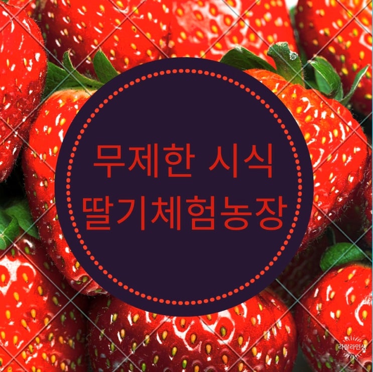  양평딸기체험/조아라딸기농장/재방문 의사 100%/무제한딸기시식
