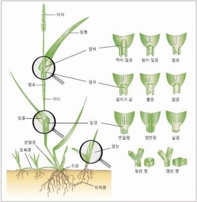  잔디 종류와 특성 알아보기