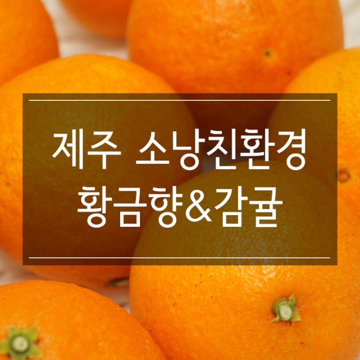 <소낭친환경 황금향&감귤> 제주귤농장의 싱싱하고 당도 높은 과일 <소낭친환경 황금향&감귤> 제주귤농장의 싱싱하고 당도 높은 과일