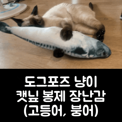  도그포즈 냥이 캣닢 봉제 장난감 고등어랑 붕어!!! 구매해봤어요.