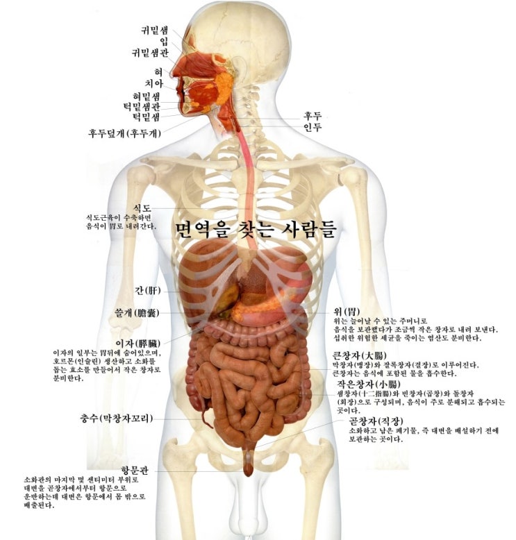  구충제로 암을 치료한다. 무서운 세상, 면역을 먼저 생각하자.