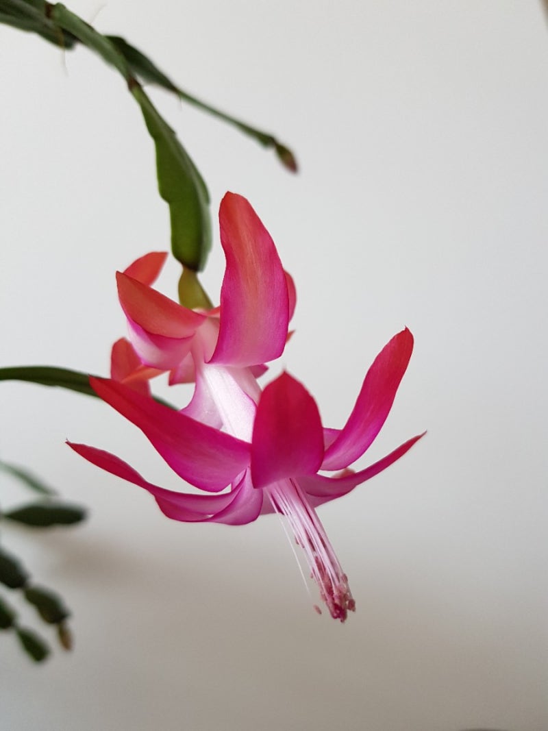 크리스마스 선인장(Christmas cactus), 가재발선인장, 집게발선인장, 게발선인장, 선인장 꽃말 : 네이버 블로그 크리스마스 선인장(Christmas Cactus), 가재발선인장, 집게발선인장, 게발선인장, 선인장 꽃말 : 네이버 블로그