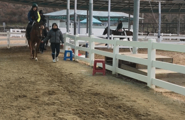  경북 나드리열차 상주여행 상주국제승마장 승마타기 말 먹이주기