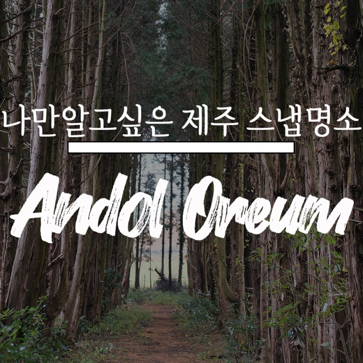  안돌오름 편백나무 숲 : 나만 알고 싶은 제주도 사진 명소
