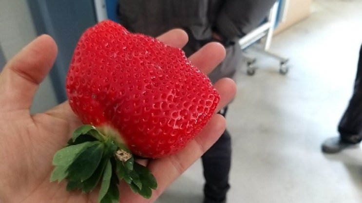 귀농일기 아리향 딸기 얼마나 커질까