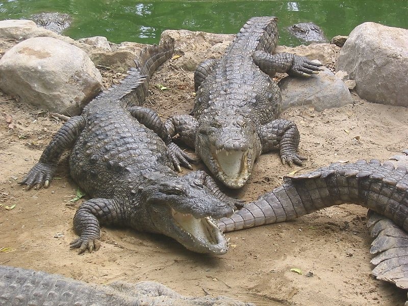 사육환경/동물원의 인도늪악어(Crocodylus Palustris)의 행동 : 네이버 블로그