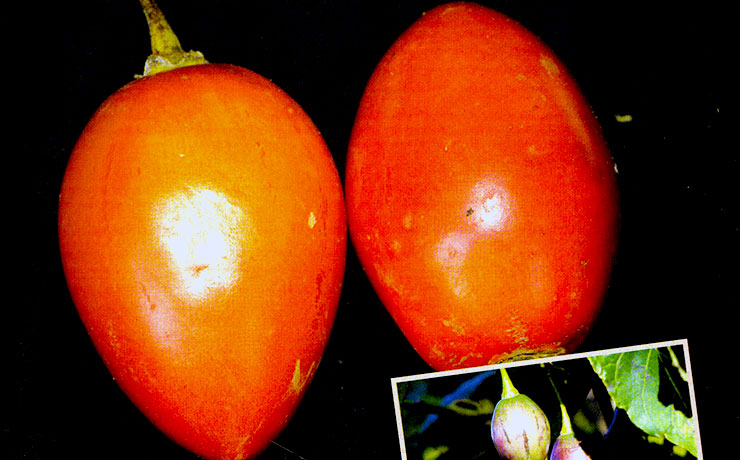 비타민의 결정체 열대과일 나무토마토