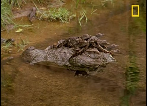 사육환경/동물원의 인도늪악어(Crocodylus Palustris)의 행동 : 네이버 블로그