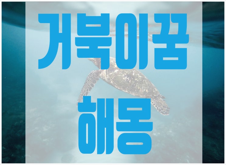  거북이꿈해몽 거북이나오는꿈 재수대통?