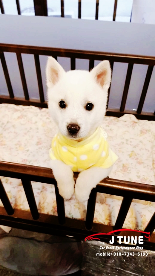  강아지 사지말고 입양해주세요 이쁜아이들이에요~