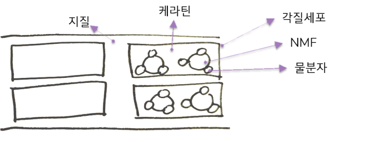  [뉴스킨밴쿠버] 페이스 모이스처 제품1 - NaPCA미스트