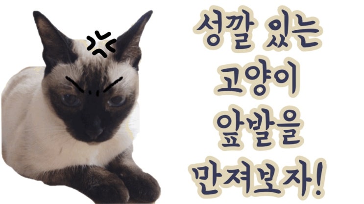  성깔 있는 고양이 앞발 만지면...? (유튜브 : 날아라고양이, Flightcats)