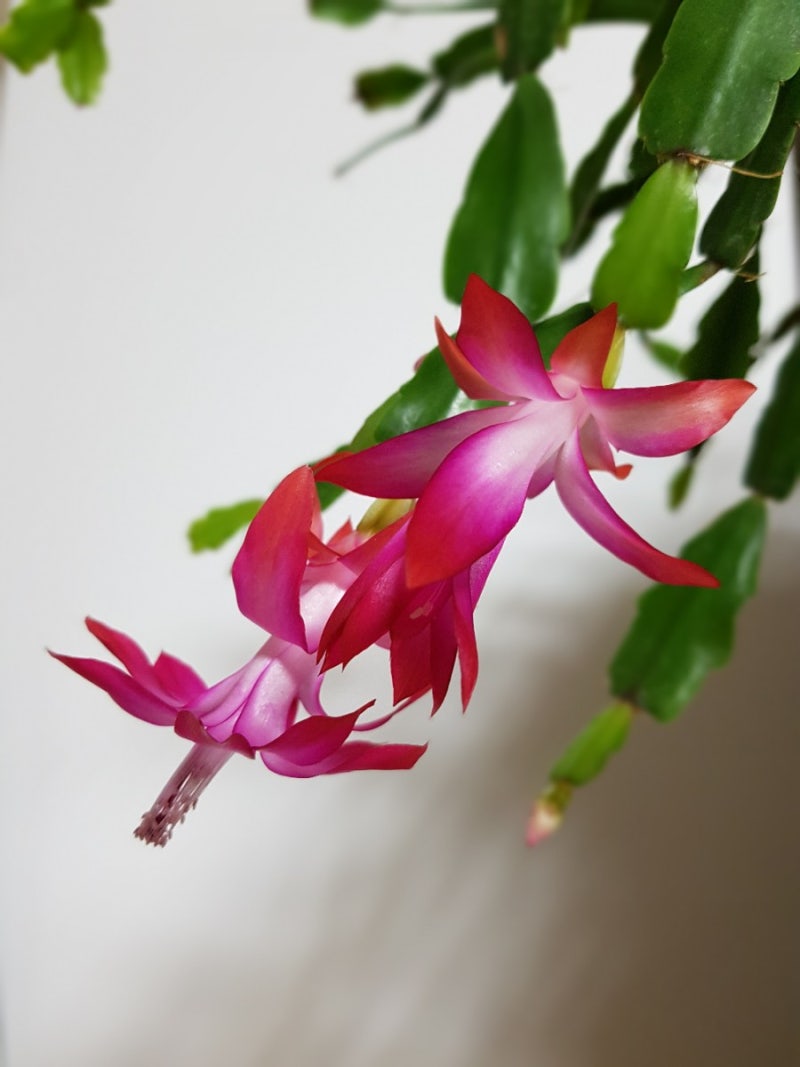 크리스마스 선인장(Christmas cactus) 꽃 사진, 가재발선인장, 집게발선인장, 게발선인장 키우기, 선인장 꽃말 ... 크리스마스 선인장(Christmas Cactus) 꽃 사진, 가재발선인장, 집게발선인장, 게발선인장 키우기, 선인장 꽃말 ...