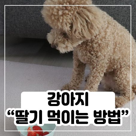 강아지 딸기 먹이는 방법 및 알아둘 것 6가지 정리 강아지 딸기 먹이는 방법 및 알아둘 것 6가지 정리