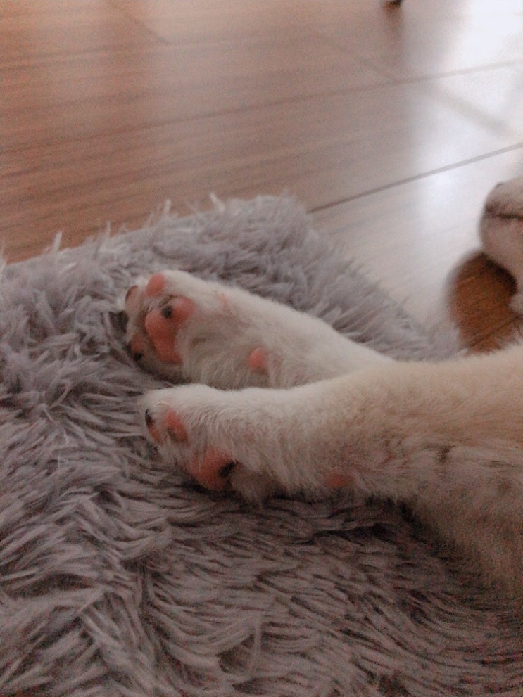  꾸시하우스에서 보내는 댕댕이 라떼 #퍼플라이프