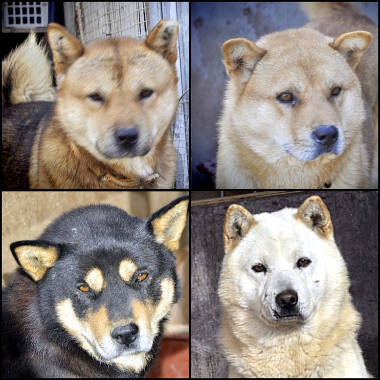  국견협회 재돌,황돌5세,강타,백돌