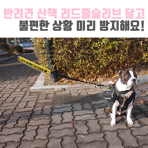  [보보일기/리이리이(liilii)] 반려견 산책시 리이리이 커스텀 메시지 리드줄슬리브 달고 불편한 사항 미리 방지해요!