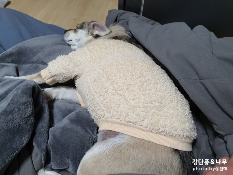  2014년 12월 5일 출생 강단풍 6살차 개린이