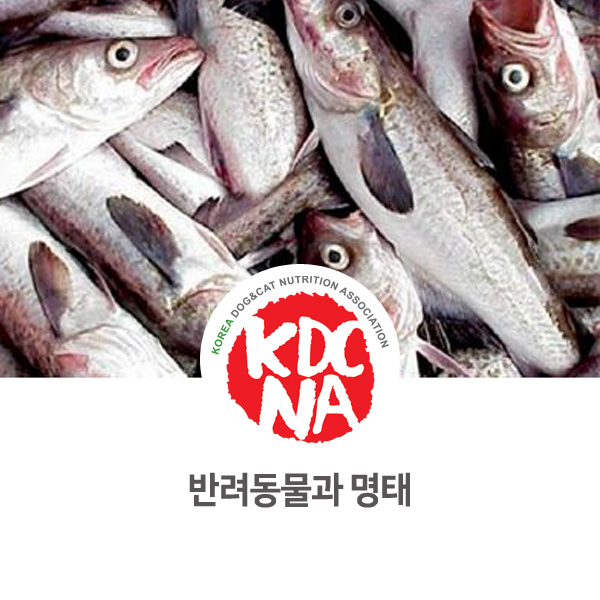  [반려동물 영양 식재료 정보] 강아지 고양이 명태 먹어도 되나요?_129