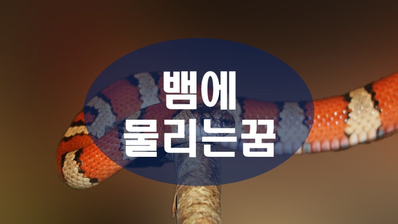 뱀에 물리는 꿈 해몽 알아 보았어요.