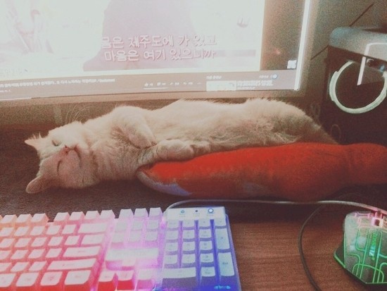  꿀ㄹ잠ing