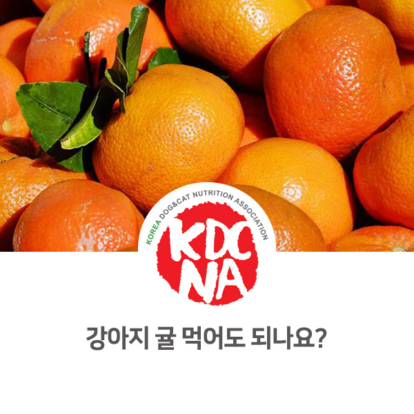  [반려동물 영양 정보] 강아지 귤 먹어도 되나요?_130