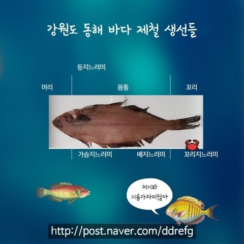 겨울 생선 TOP5