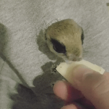 하늘다람쥐의 사과 먹방