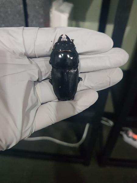  [Bs] 극태왕사슴벌레 산란세팅 기록용 K-2A