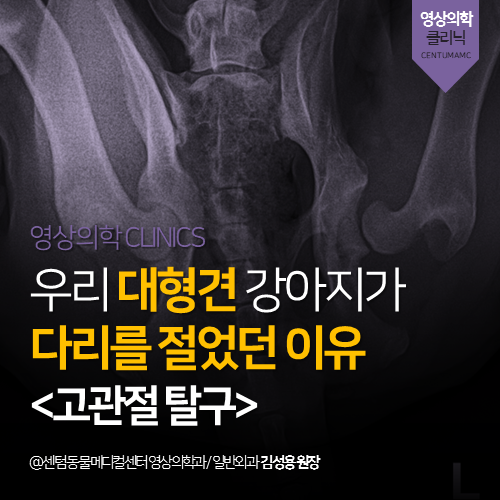  [영상의학과] 우리집 대형견 강아지가 다리를 절었던 이유 <고관절 탈구> (부산 연제구 거제동 연산동 방사선 분석 전문 동물병원)
