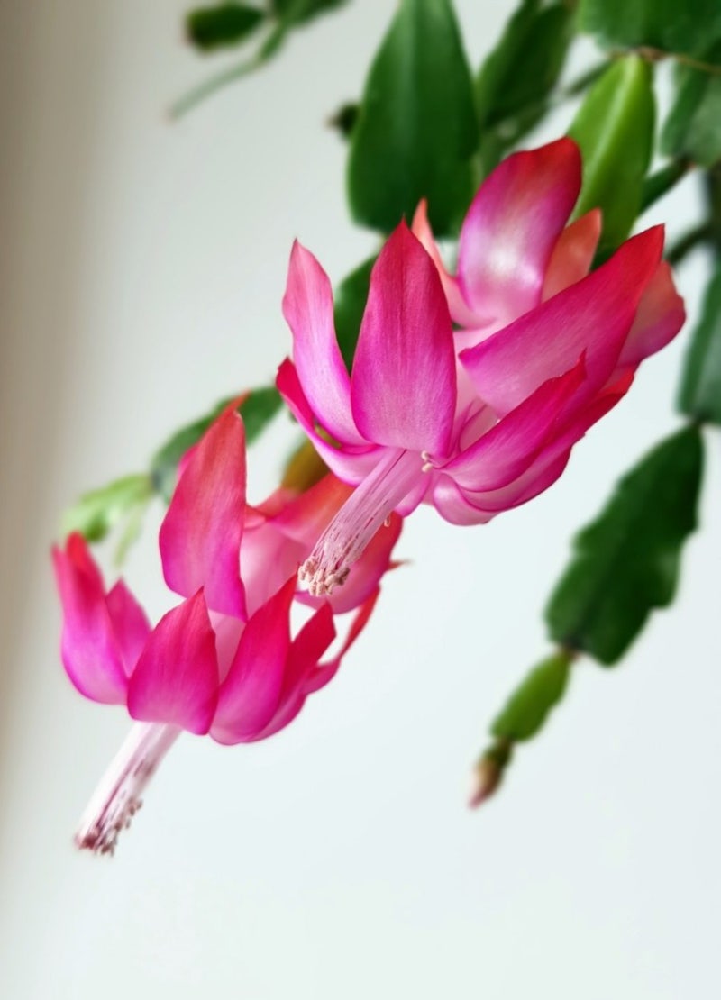크리스마스 선인장(Christmas cactus) 꽃 사진, 가재발선인장, 집게발선인장, 게발선인장 키우기, 선인장 꽃말 ... 크리스마스 선인장(Christmas Cactus) 꽃 사진, 가재발선인장, 집게발선인장, 게발선인장 키우기, 선인장 꽃말 ...