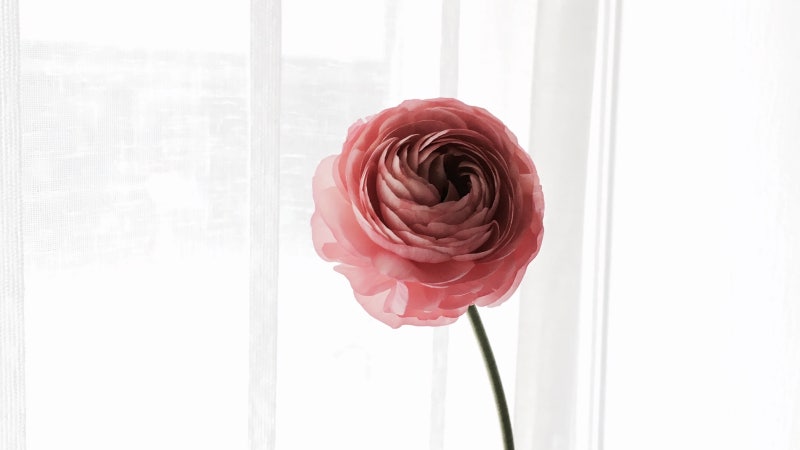 꽃 이야기 03. 라넌큘러스 (Ranunculus) : 네이버 블로그 꽃 이야기 03. 라넌큘러스 (Ranunculus) : 네이버 블로그