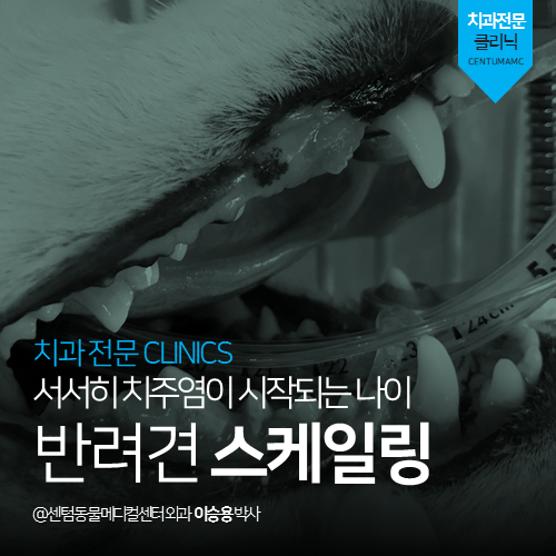  [치과] 서서히 치주염이 시작되는 나이! 반려견 스케일링 (부산 남구 감만동 우암동 문현동 동물병원, 센텀동물메디컬센터)