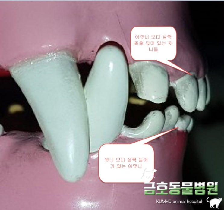  광주 강아지 치과 - 강아지 부정교합(4)