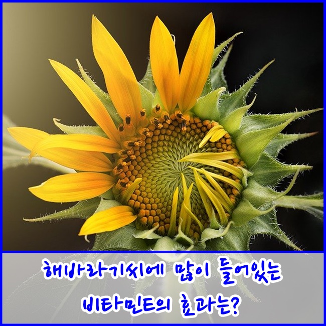  [파주금촌삼성재활주간보호센터] 해바라기씨에 많은 비타민E의 효능은?