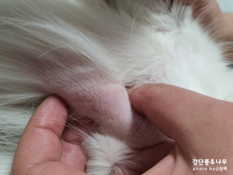  강아지 몸에 혹 지방종 세침검사 겨드랑이쪽