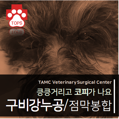  강아지 코피/입냄새/침흘림/구비강누공/대구 탑스 동물 메디컬센터/대구 동물병원/달서구 동물병원/상인동