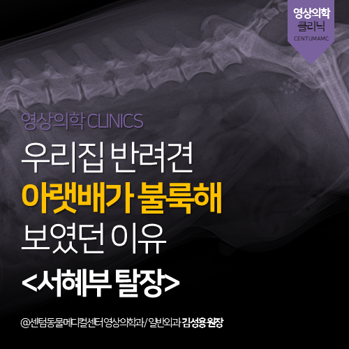  [영상의학과] 우리집 반려견 아랫배가 불룩해 보였던 이유 <서혜부 탈장> (부산 수영구 수영동 민락동 망미동 남천동 광안동 강아지 동물병원)