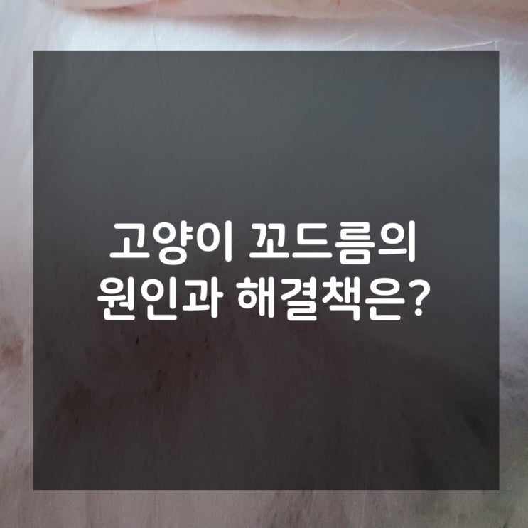 고양이 꼬드름, 원인과 해결책 찾기