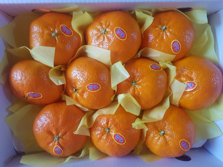  올해 첫 #레드향 품질, 맛 대박입니다.