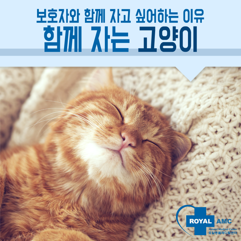 고양이가 보호자 옆에서 자는 이유! 같이 자는 고양이 : 네이버 블로그